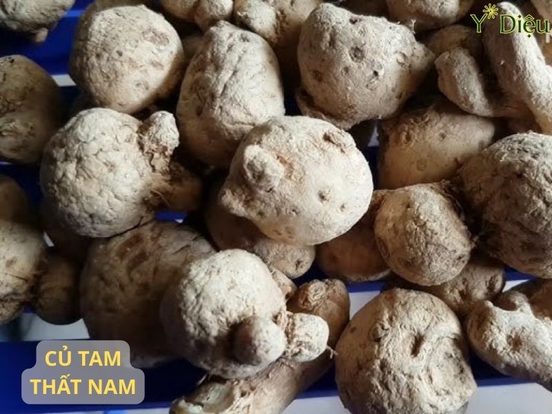 Củ tam thất nam được thu hái chủ yếu vào mùa thu